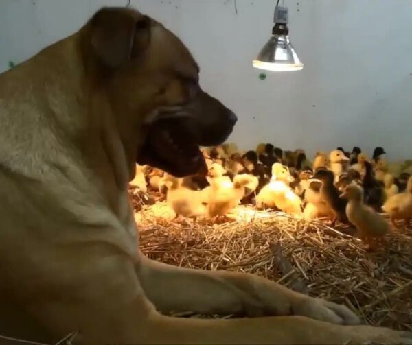 El vínculo extraordinario del perro gigante con cientos de patitos te dejará sin palabras-1