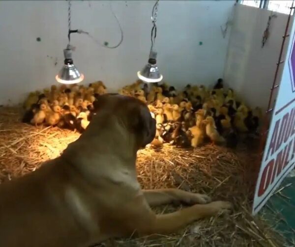 Giant Dog's Extraordinary Bond with Hundreds of Ducklings Will Leave You Speechless-1