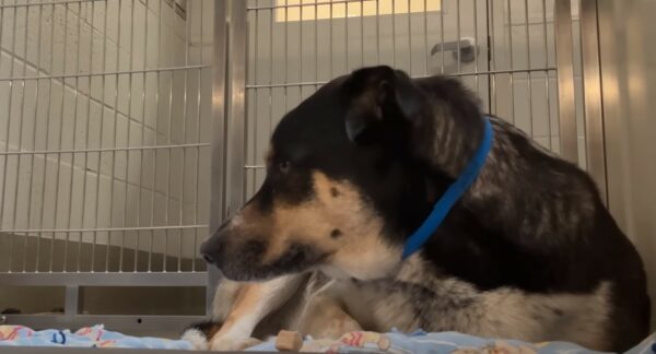 Cambio desgarrador: perro abandonado encuentra esperanza en una amistad improbable-1