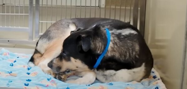 Heartbreaking Turnaround: Abandoned Dog Finds Hope in Unlikely Friendship-1