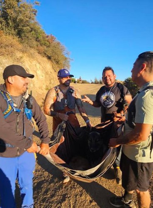 Milagro en la montaña: cómo extraños se unieron para salvar a un pastor alemán indefenso-1