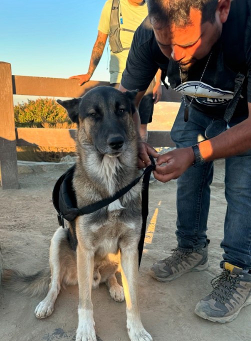 Miracle on the Mountain: How Strangers United to Save a Helpless German Shepherd-1