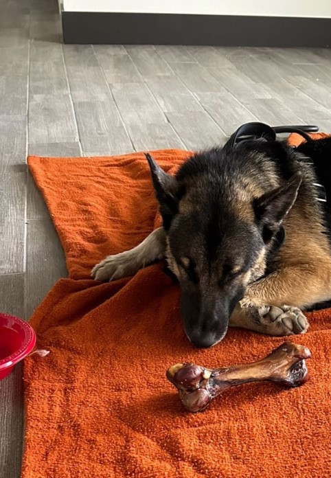 Miracle on the Mountain: How Strangers United to Save a Helpless German Shepherd-1