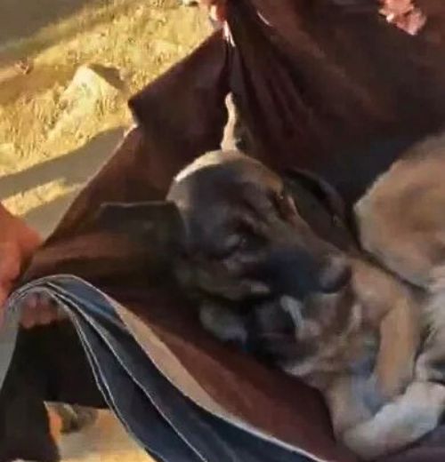 Miracle on the Mountain: How Strangers United to Save a Helpless German Shepherd-1