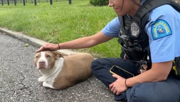 Officers’ Discovery on the Highway Will Tug at Your Heartstrings-1