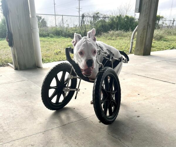 Superando las probabilidades: cómo un cachorro especial encontró su hogar para siempre-1