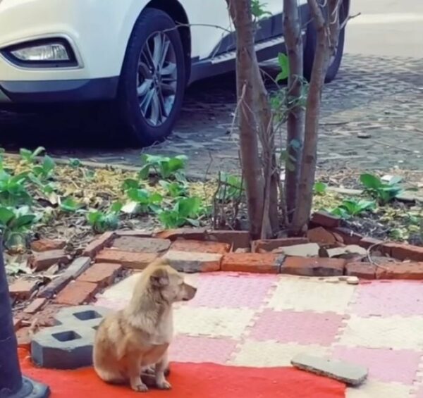 La desesperada situación de una perra preñada conmueve los corazones e inspira bondad-1