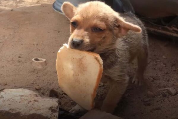 El gesto sincero de un cachorro aturde a los rescatistas: un viaje emocional-1