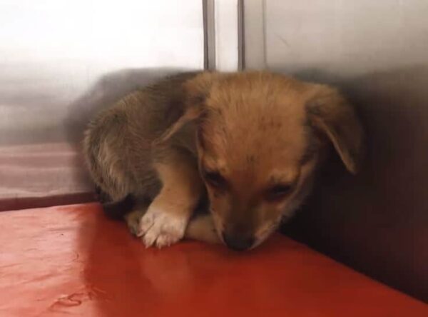 Puppy's Heartfelt Gesture Stuns Rescuers: An Emotional Journey-1