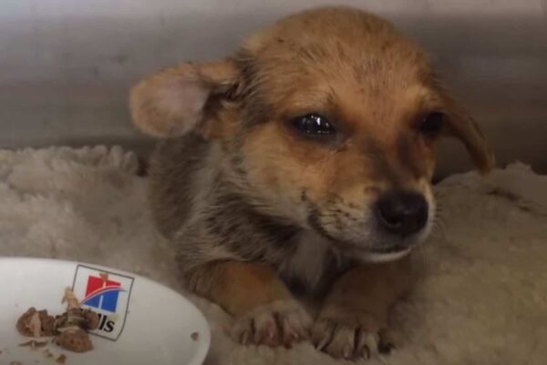 Puppy's Heartfelt Gesture Stuns Rescuers: An Emotional Journey-1