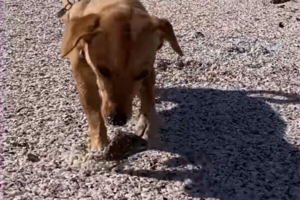 El gesto sincero de un cachorro aturde a los rescatistas: un viaje emocional-1