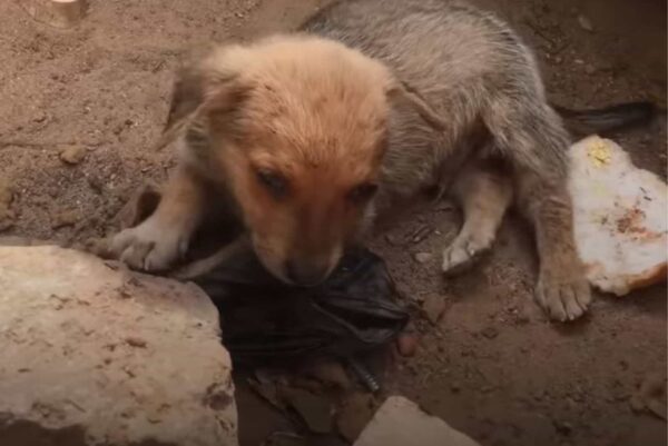 Puppy's Heartfelt Gesture Stuns Rescuers: An Emotional Journey-1