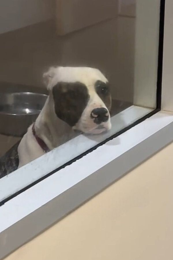 Pup's Heartfelt Vigil By Kennel Window Sparks Life-Changing Adoption-1