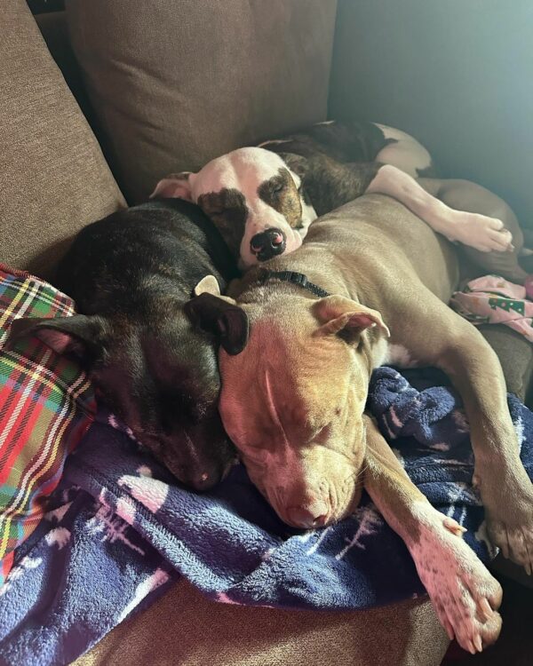 La sincera vigilia del cachorro junto a la ventana de la perrera provoca una adopción que cambia la vida-1