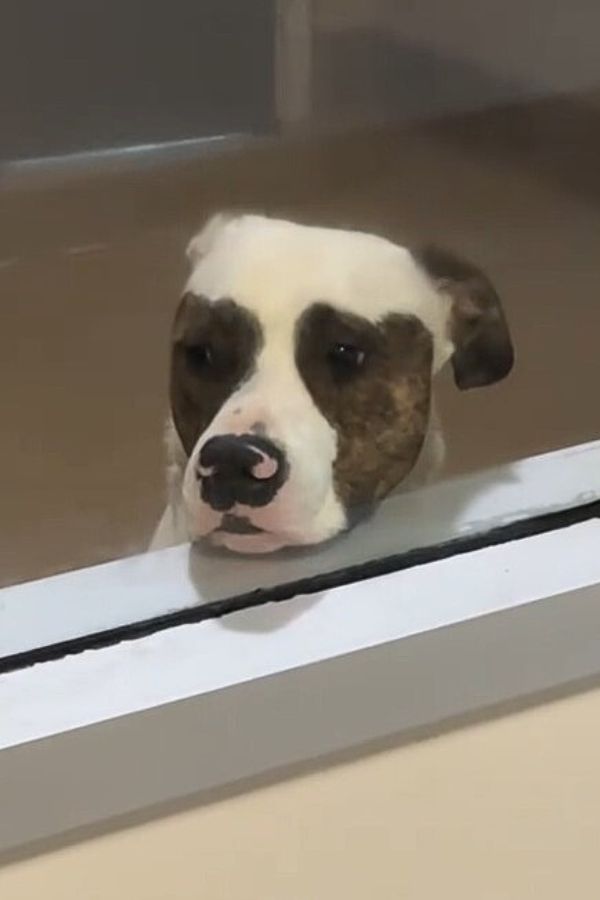 Pup's Heartfelt Vigil By Kennel Window Sparks Life-Changing Adoption-1