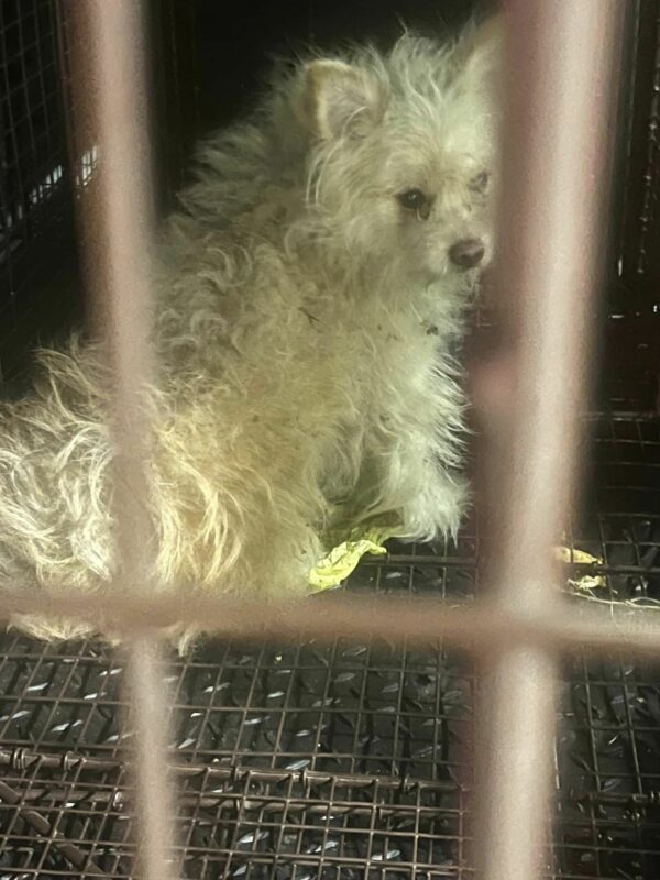 Pup's Unwavering Vigil on a Freeway: Awaiting the Return of His Lost Family-1