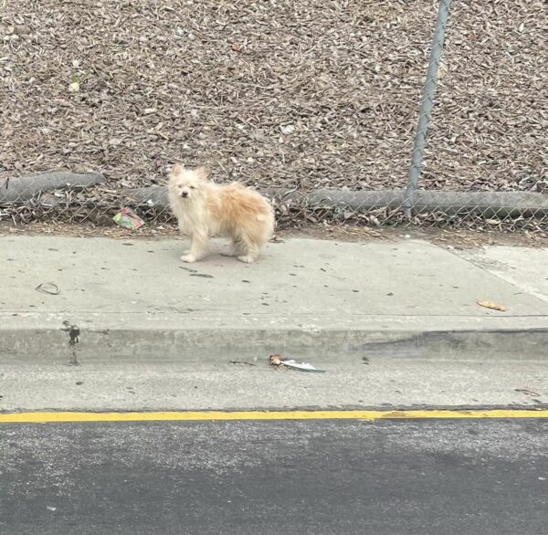 La vigilia inquebrantable de Pup en una autopista: esperando el regreso de su familia perdida-1