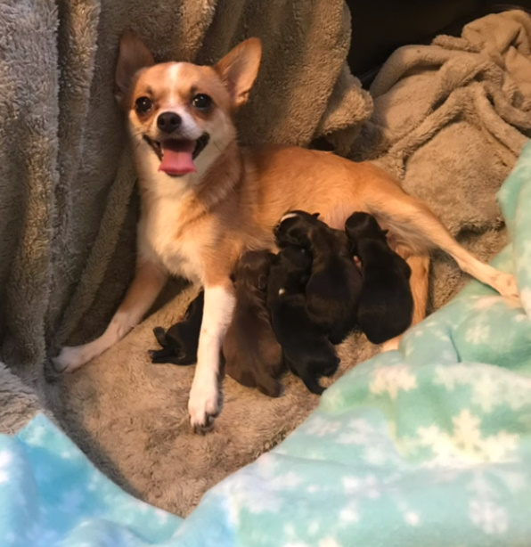 Rescue Chihuahua's Unexpected Blessing Leaves New Owner Astonished-1