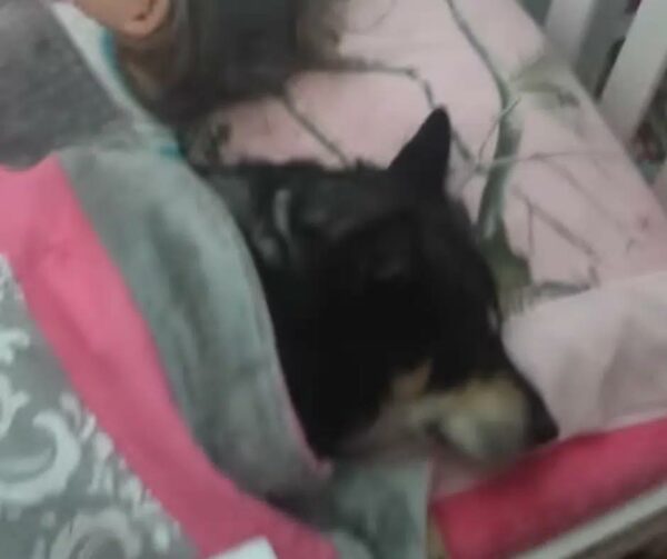 La siesta secreta del perro de rescate con un niño pequeño derrite corazones-1