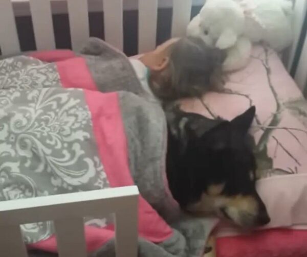 La siesta secreta del perro de rescate con un niño pequeño derrite corazones-1