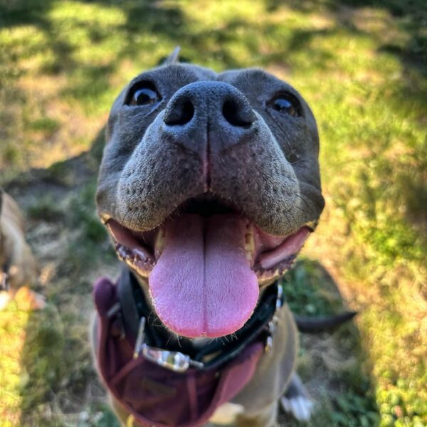 Rescued Dog Finds Joy in New Dad's Arms After Years of Neglect-1