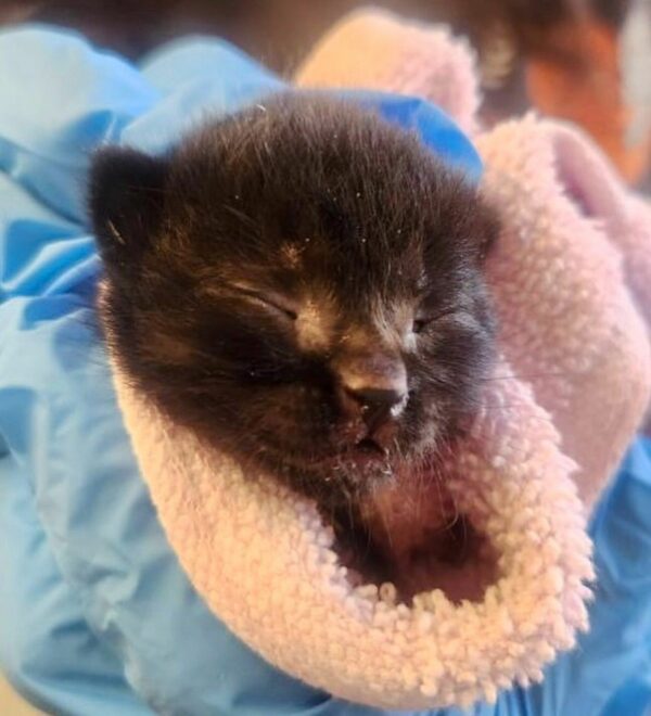 El gatito 'Pantera' rescatado encuentra una familia inesperada y una segunda oportunidad en la vida-1