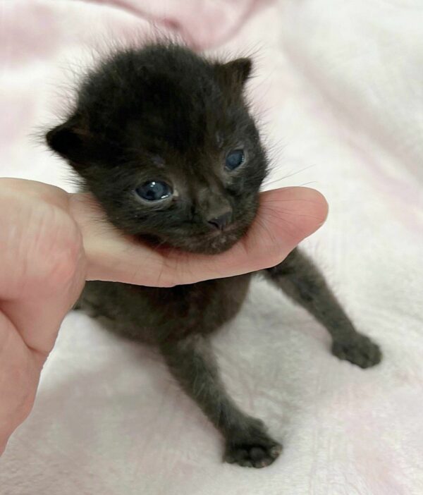 El gatito 'Pantera' rescatado encuentra una familia inesperada y una segunda oportunidad en la vida-1