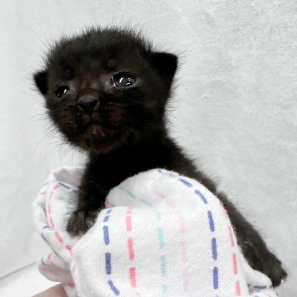 Rescued 'Panther' Kitten Finds Unexpected Family and a Second Chance at Life-1