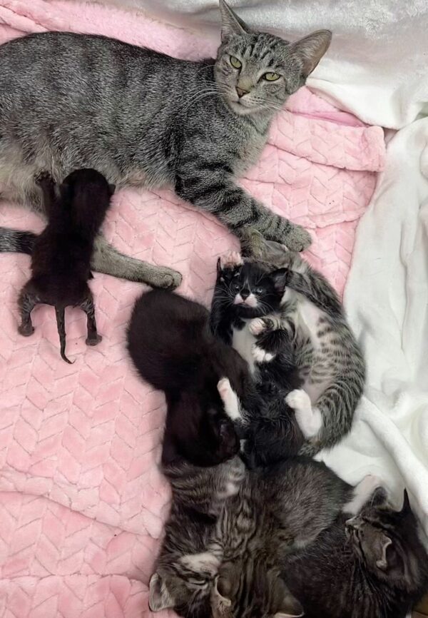 El gatito 'Pantera' rescatado encuentra una familia inesperada y una segunda oportunidad en la vida-1