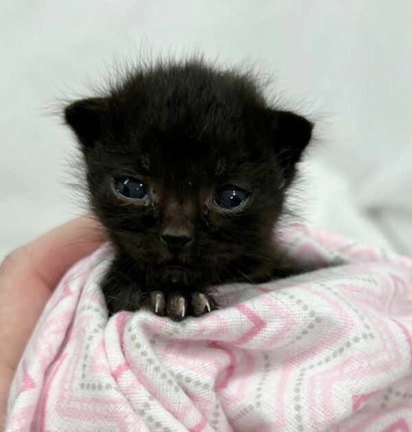 Rescued 'Panther' Kitten Finds Unexpected Family and a Second Chance at Life-1