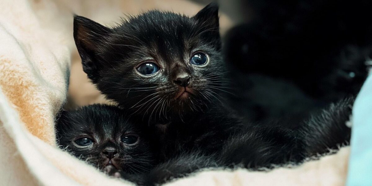 Rescued 'Panther' Kitten Finds Unexpected Family and a Second Chance at Life