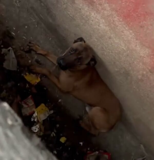 Rescuer Discovers Unthinkable Hidden in Sewer: A Heart-Wrenching Tale-1