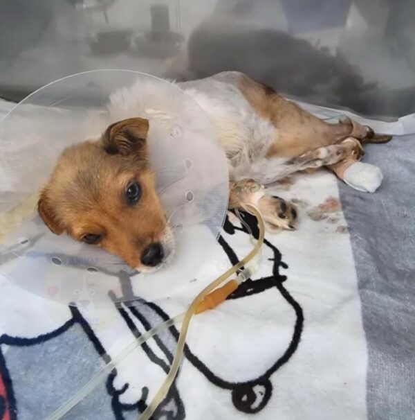 Rescuers Astounded by Dog's Miraculous Will to Survive After Devastating Injury-1