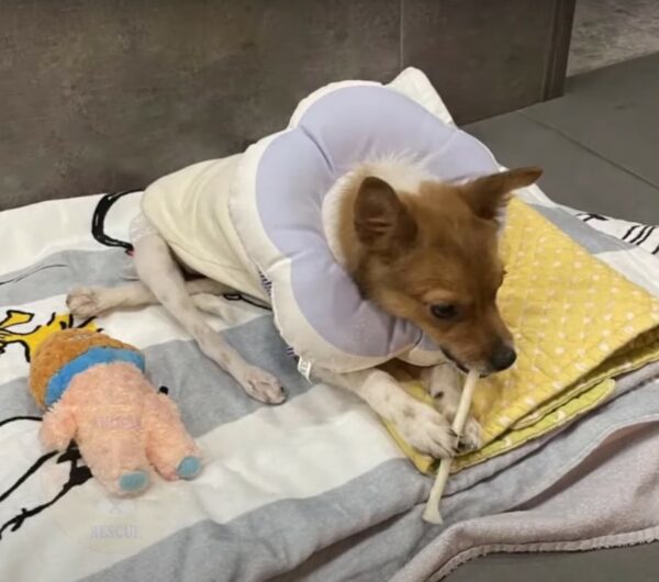 Rescuers Astounded by Dog's Miraculous Will to Survive After Devastating Injury-1