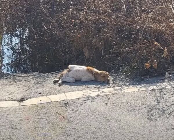 Rescatistas asombrados por la milagrosa voluntad del perro de sobrevivir después de una lesión devastadora-1