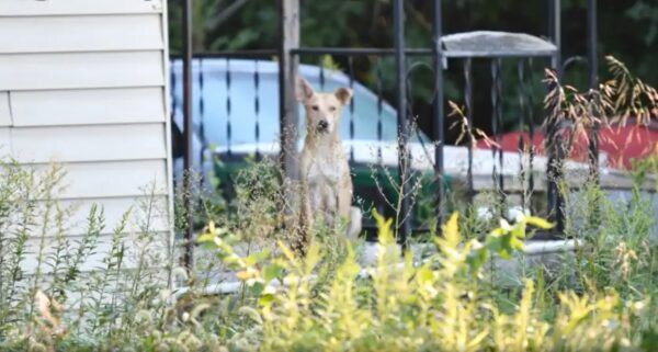 Sorprendente descubrimiento de los rescatistas detrás de los ruidos de llanto en una casa abandonada-1