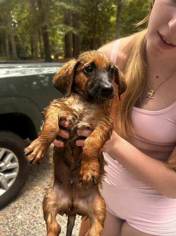 Rescuers Discover Adorable Puppies Struggling for Life by the Water-1