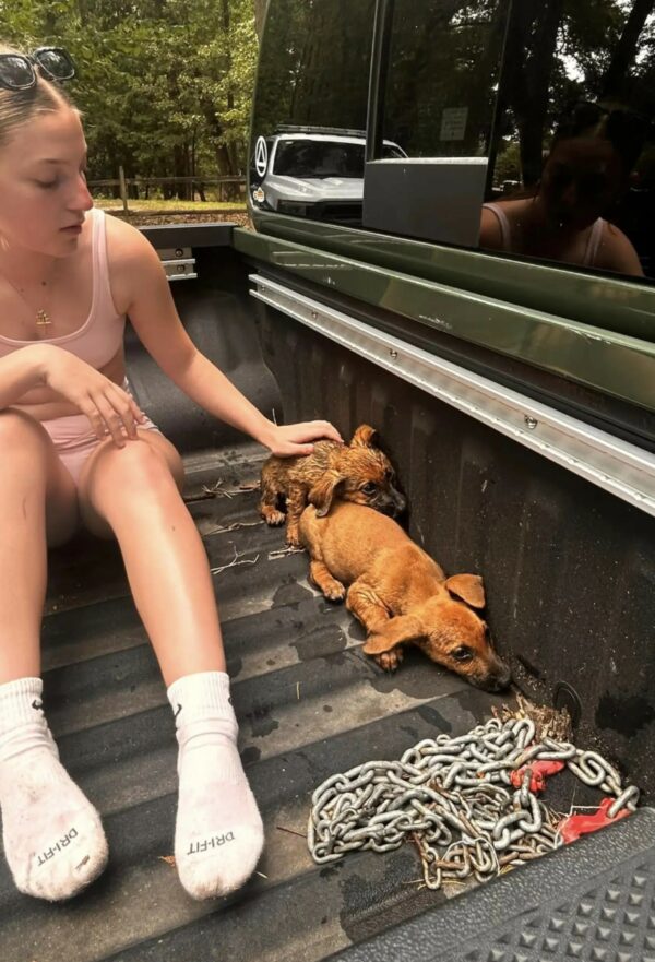 Rescatistas descubren adorables cachorros que luchan por la vida junto al agua-1