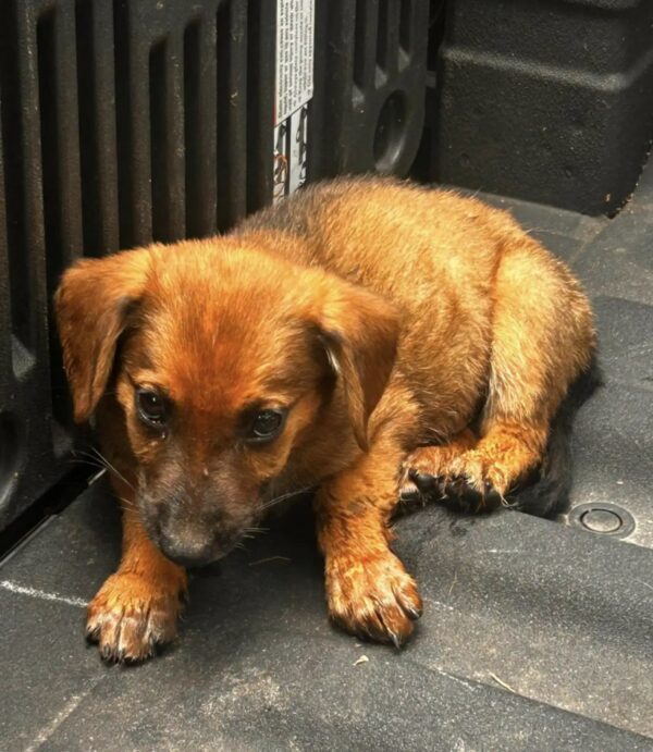 Rescatistas descubren adorables cachorros que luchan por la vida junto al agua-1