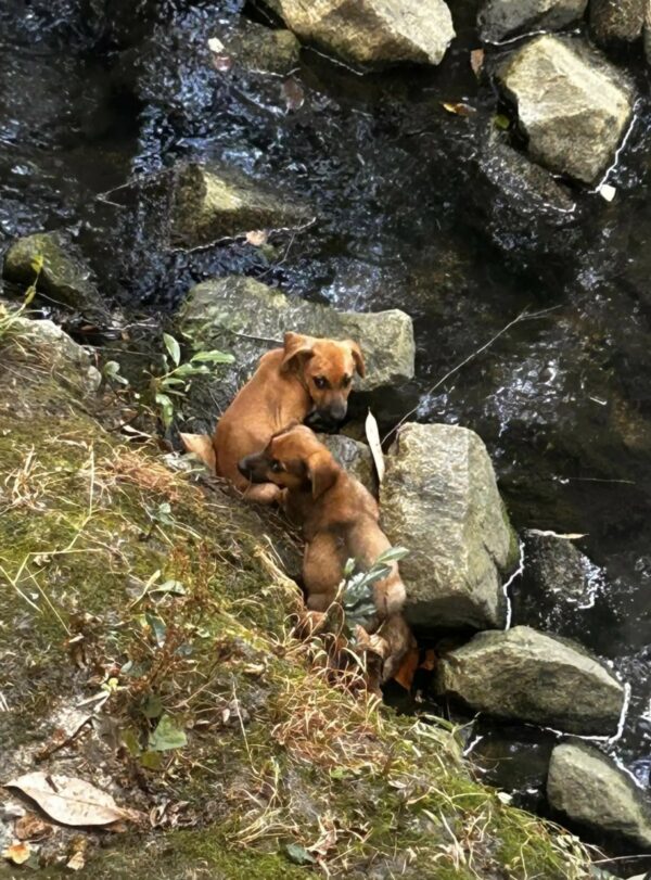 Rescatistas descubren adorables cachorros que luchan por la vida junto al agua-1