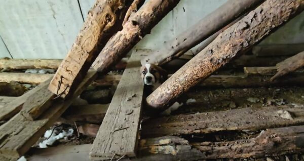 El descubrimiento de un rescatista en una escalera abandonada te dejará sin palabras-1