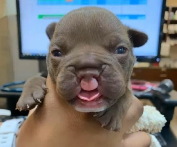 Rescuers' Emotional Race Against Time to Save a Tiny Puppy with a Unique Smile-1