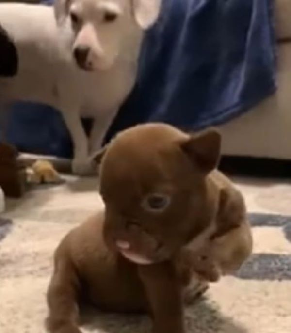 La carrera emocional contra el tiempo de los rescatistas para salvar a un pequeño cachorro con una sonrisa única-1