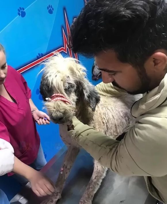 Rescuers’ Heartstrings Tugged by Dog’s Unbelievable Plight Near Chemical Factory-1