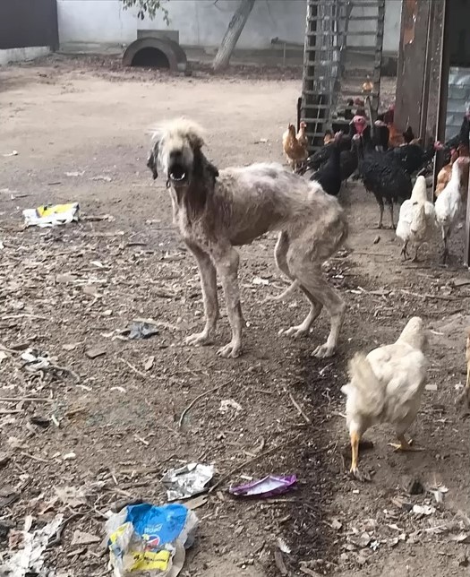 Rescuers’ Heartstrings Tugged by Dog’s Unbelievable Plight Near Chemical Factory-1