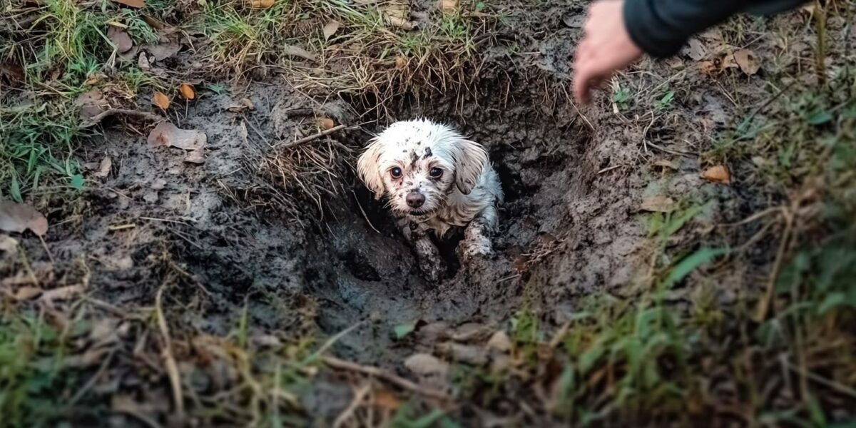 Rescuer's Quick Action Saves a Helpless Dog in Desperate Need