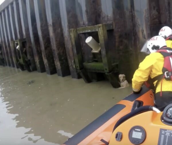 Rescuers' Unexpected Discovery Leaves Everyone in Tears-1