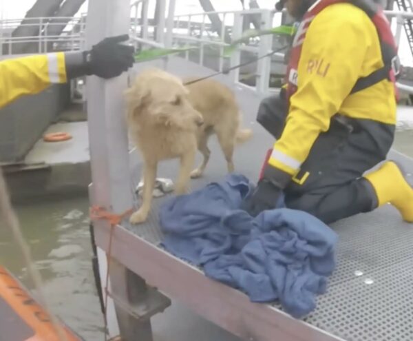 Rescuers' Unexpected Discovery Leaves Everyone in Tears-1