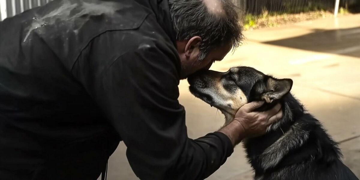 Reunion After Two Years: Man Reconnects with His Loyal Battle Buddy