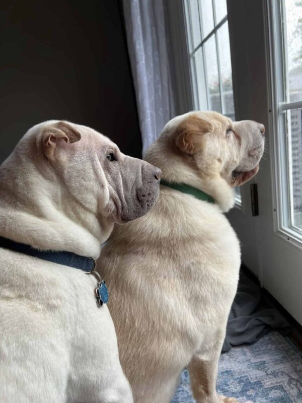 Reunidos por el destino: el increíble viaje de dos hermanos caninos perdidos hace mucho tiempo-1